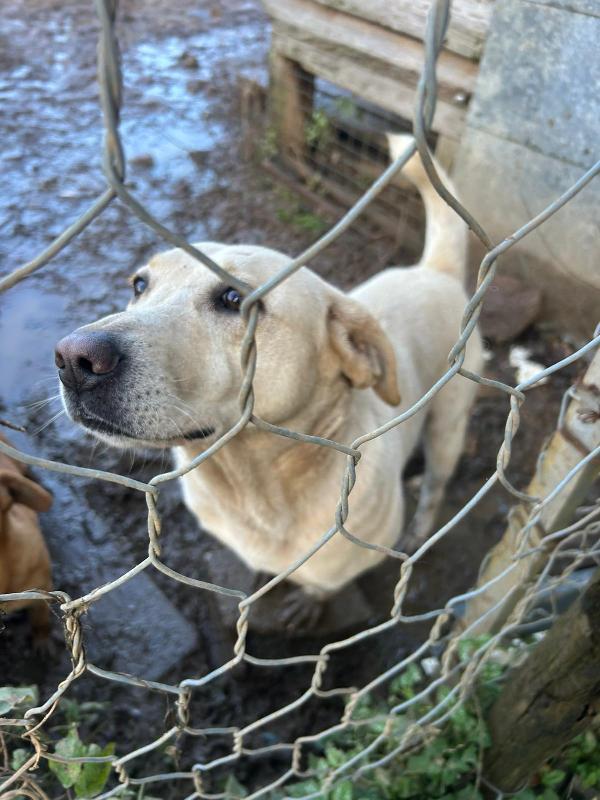 Sonia splendida simil Labrador cerca casa  Foto 2
